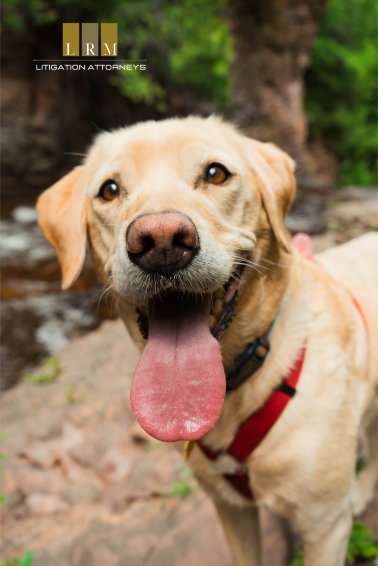 Pet Entry Requirements in Mexico: A Comprehensive Guide